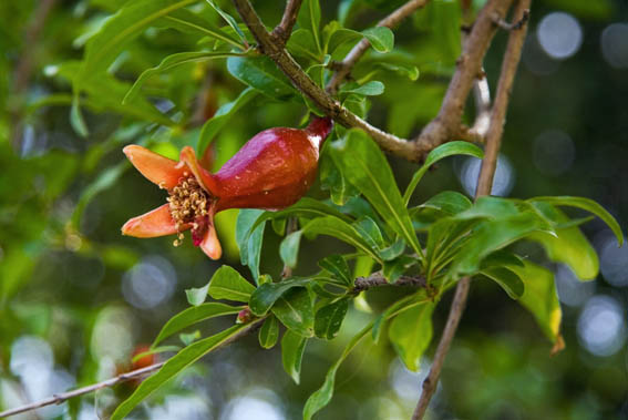 Pomegranate Bloom