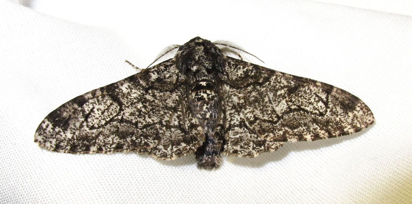 Biston betularia - 6640 - Peppered Moth