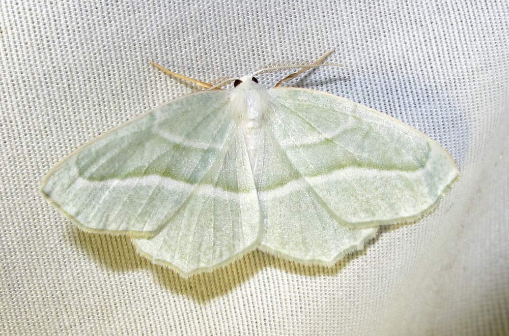 Campaea perlata - 6796 - Pale Beauty Moth