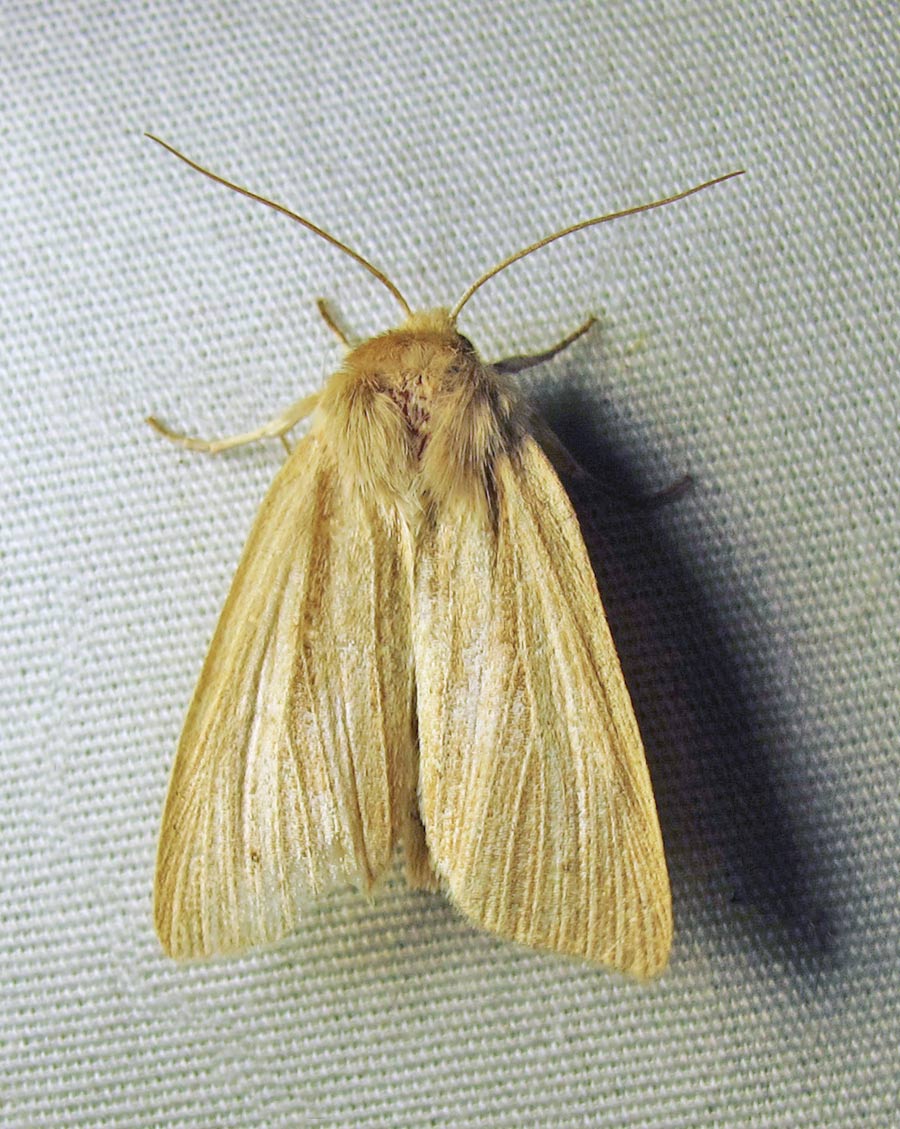 Simyra insularis - 9280 - Cattail Caterpillar Moth