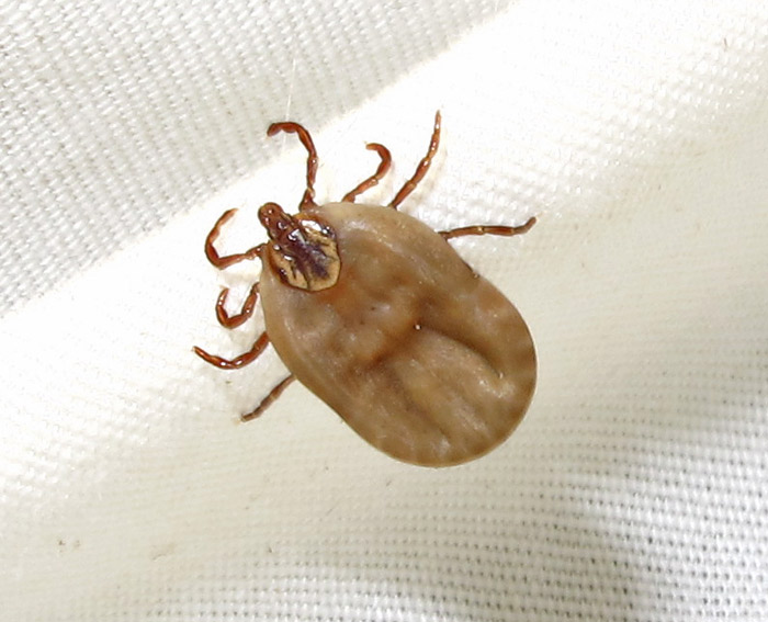 dog tick