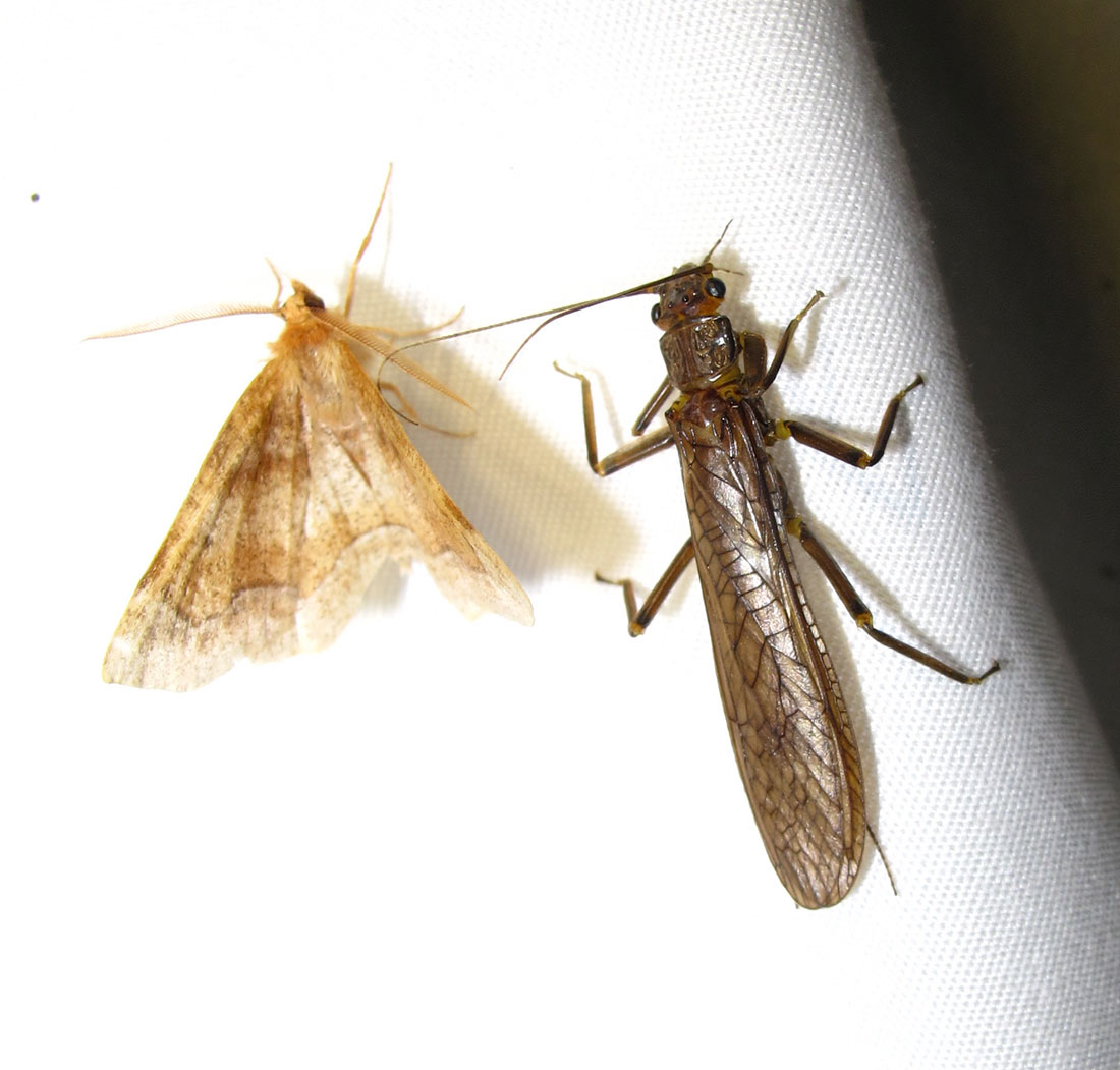 Metarranthis indeclinata moth with a Perlidae species (?) stonefly