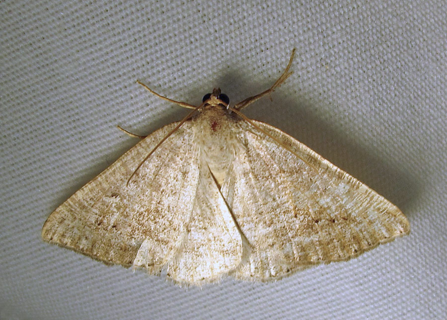 Homochlodes fritillaria (probable) - 6812 - Pale Homochlodes - worn