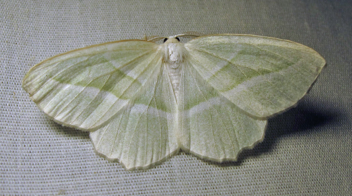 Campaea perlata - 6796 - Pale Beauty Moth