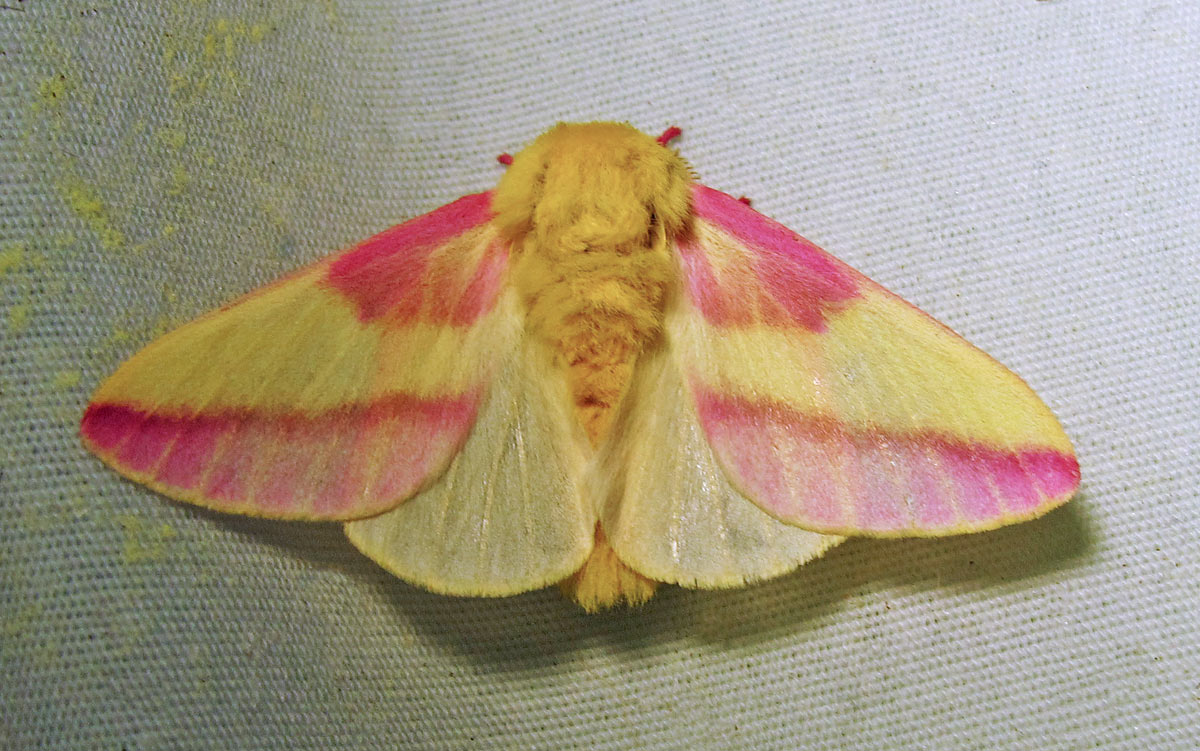 Dryocampa rubicunda - 7715 - Rosy Maple Moth - view 2