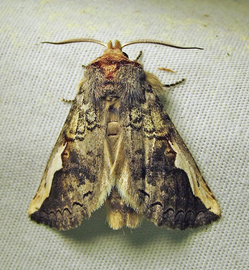 Symmerista albifrons - 7951 - White-headed Prominent