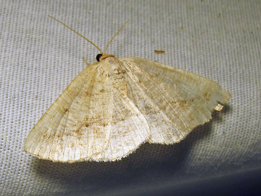 Tacparia atropunctata - 6806