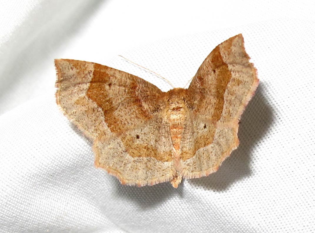 Metarranthis hypocharia - 6826