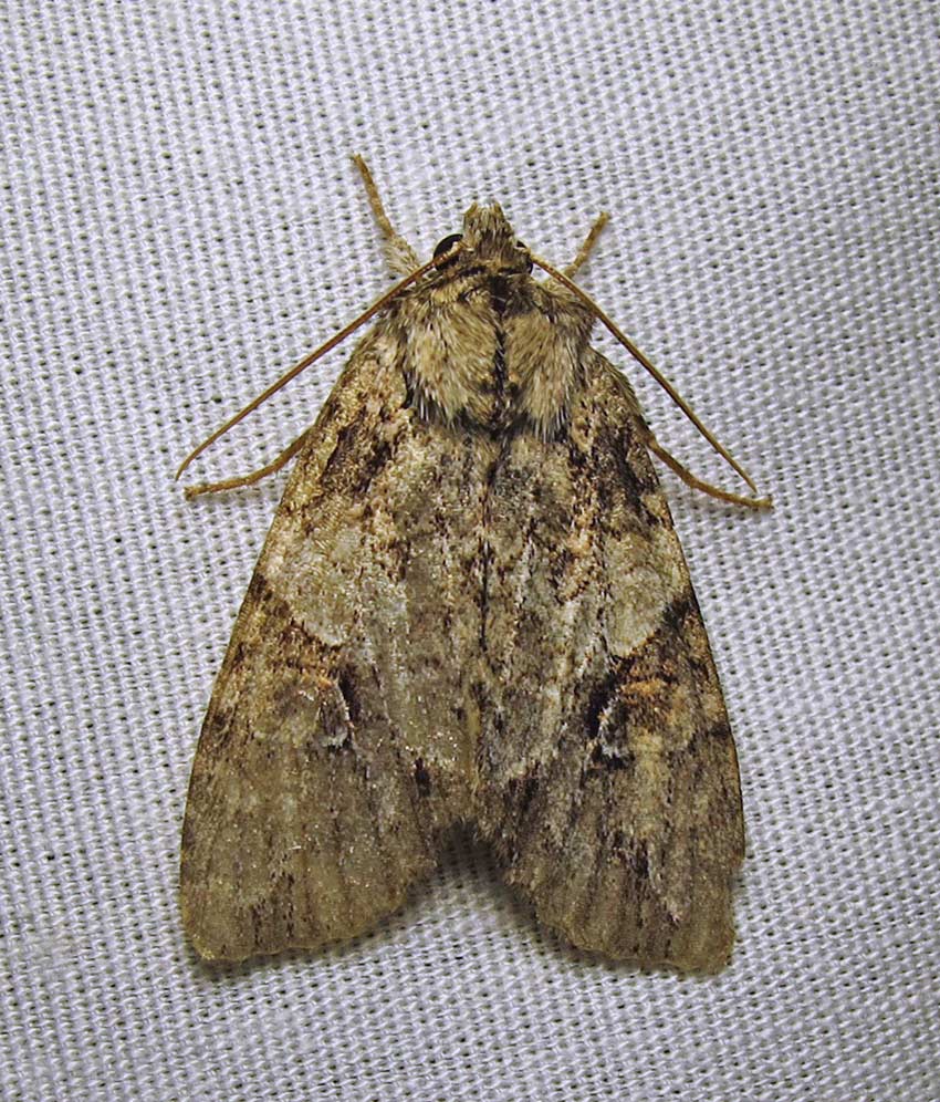 Morrisonia latex - 10291 -Fluid Arches moth- view 1