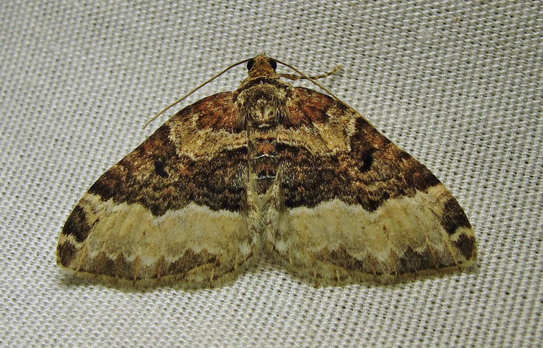 Epirrhoe alternata - 7394E - White-banded Toothed Carpet