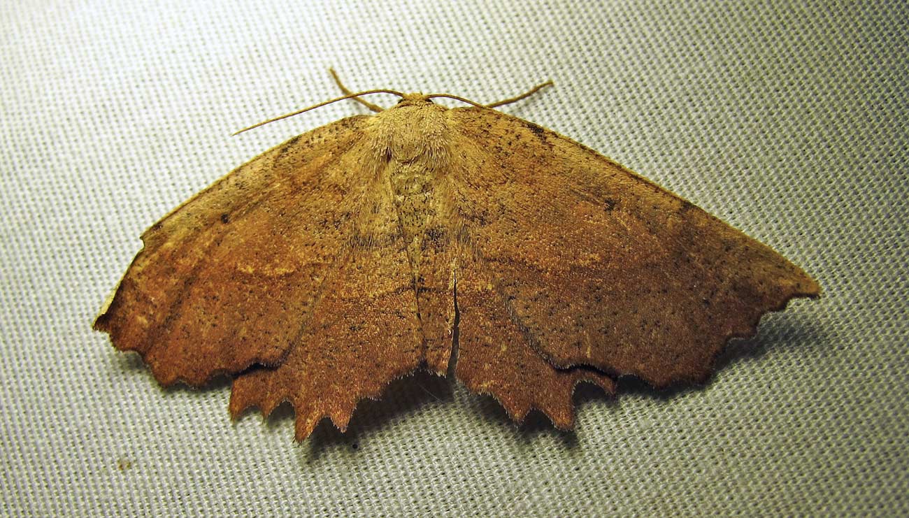 Euchlaena muzaria - 6725