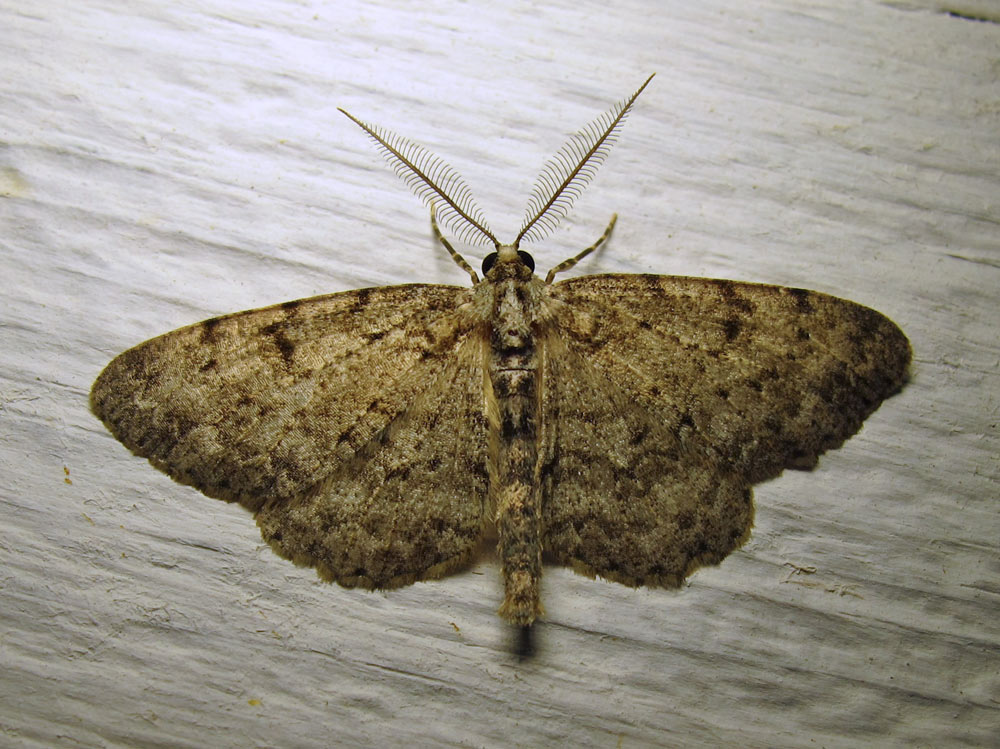 Glena cognataria (possibly - worn specimen) - 6450