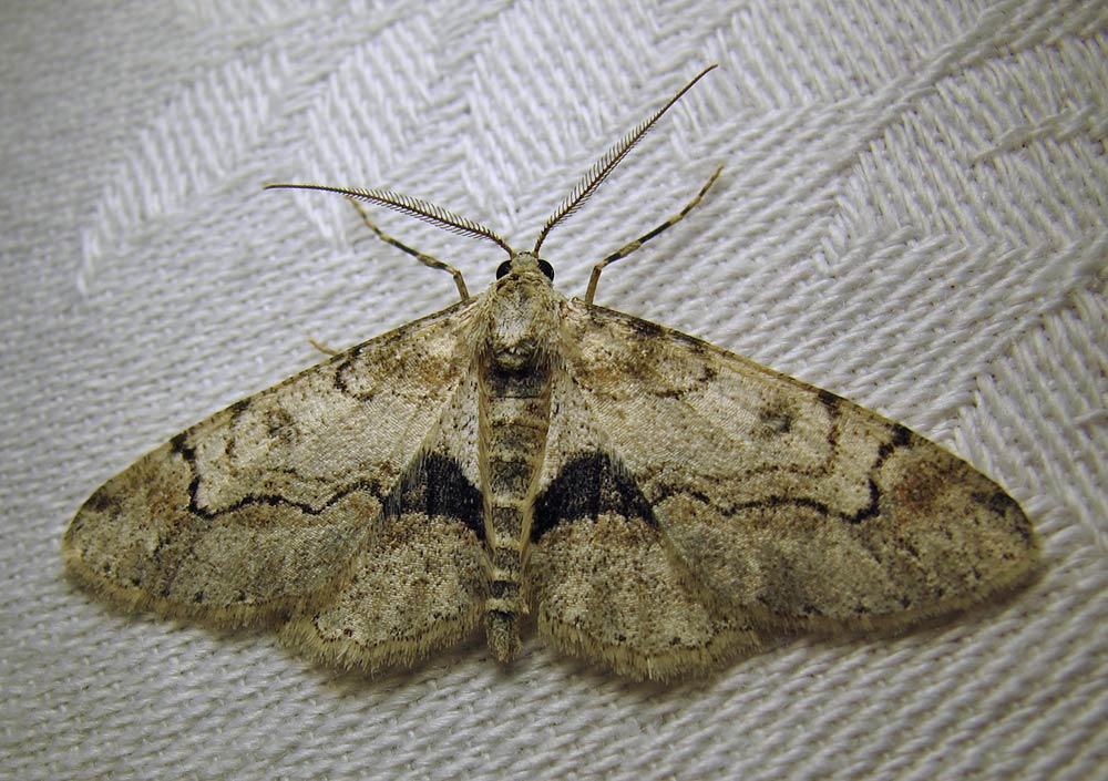 Iridopsis larvaria  - 6588 - Bent-line Gray