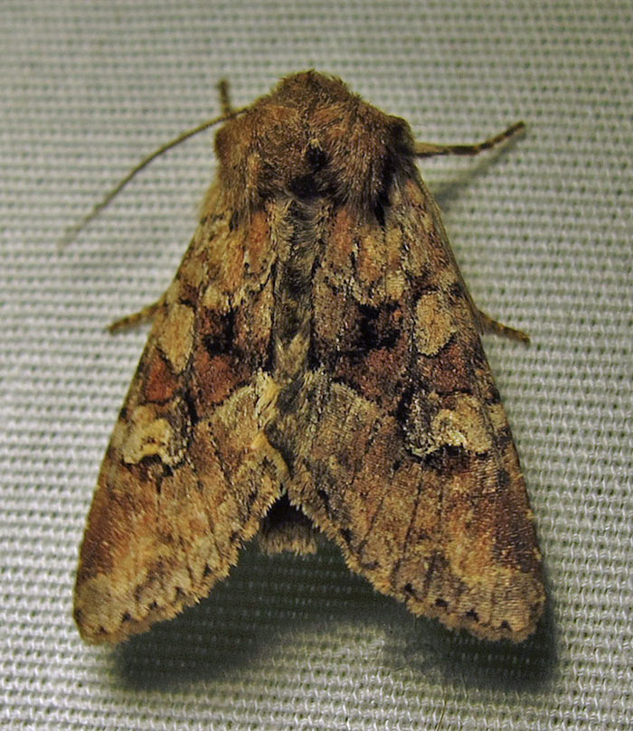 Fishia illocata - 9420 - Wandering Brocade moth