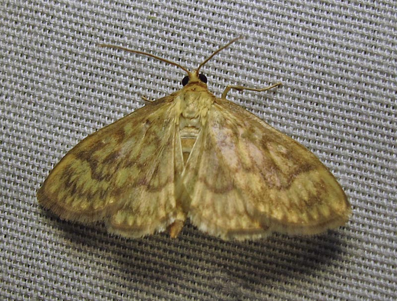 Herpetogramma pertextalis - 5275 - Bold-feathered Grass Moth