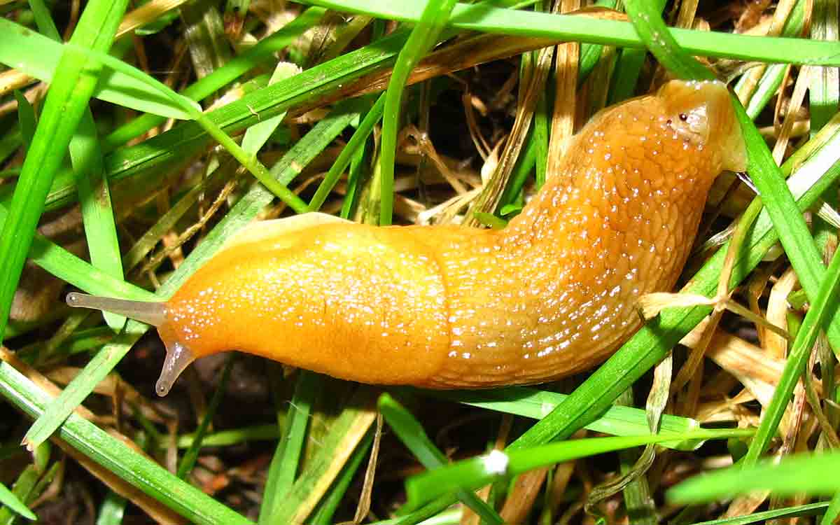 RH-yellow-slug-1-large.jpg