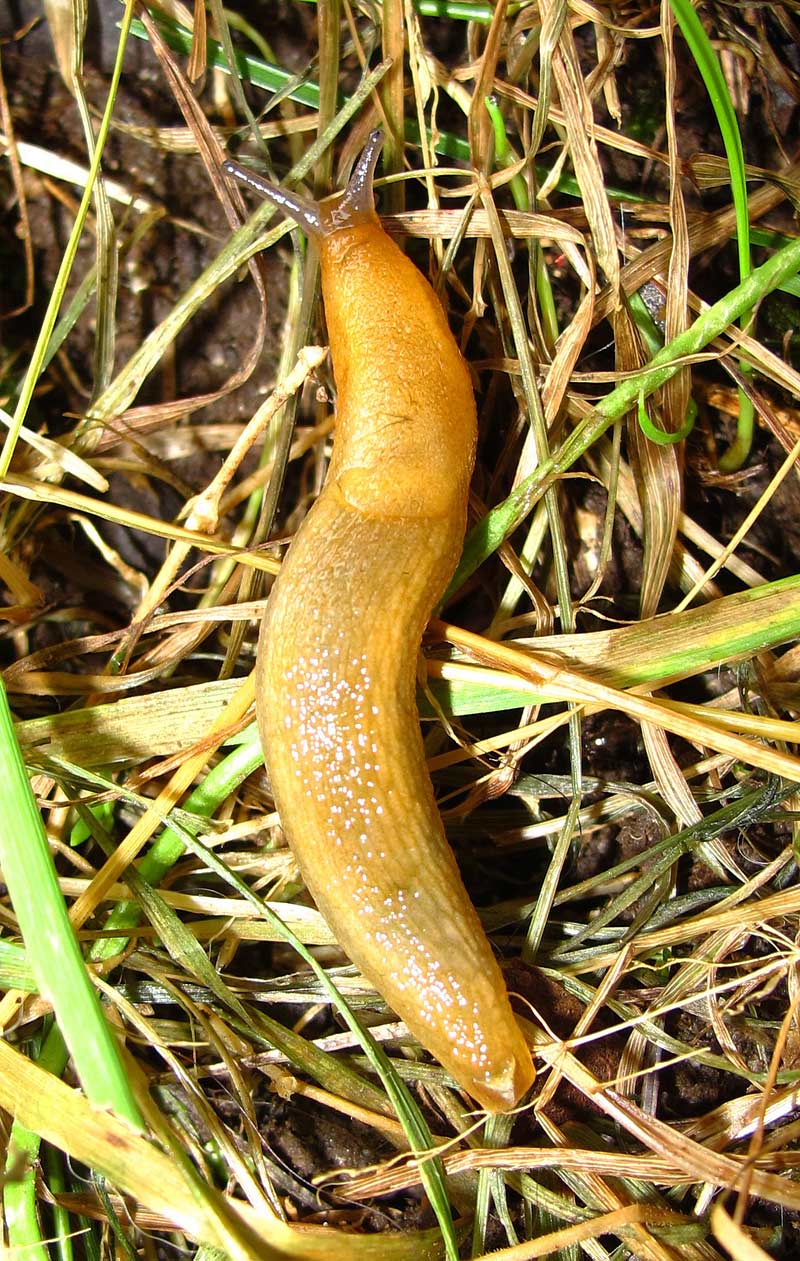 RH-yellow-slug-2-large.jpg