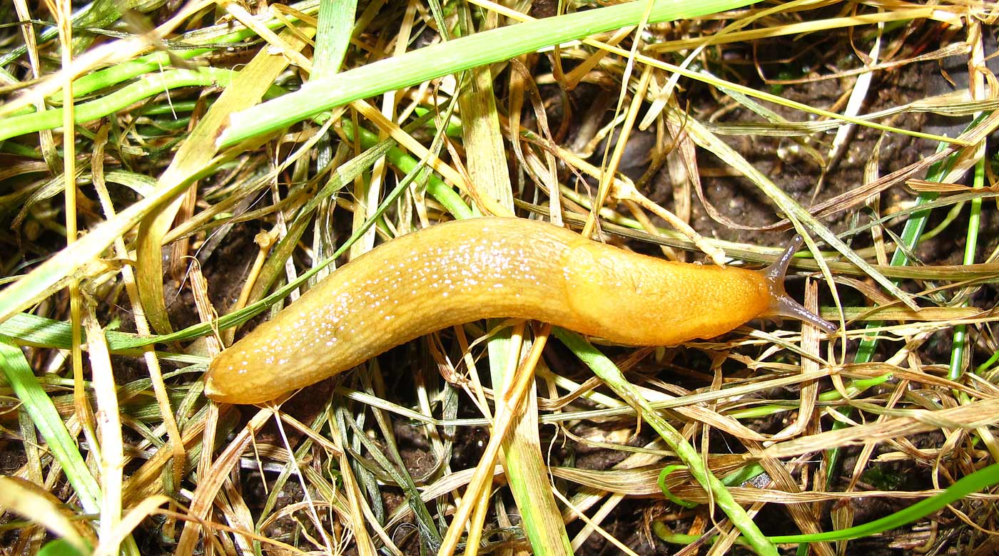 RH-yellow-slug-4-large.jpg