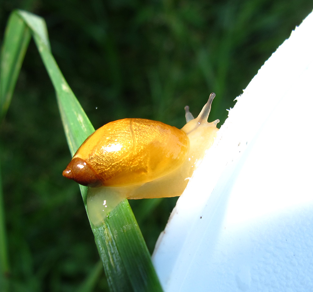 RH-pail-snail-large.jpg