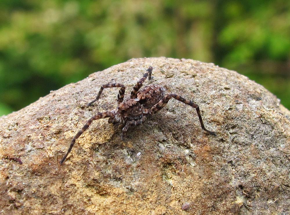 IRFD-hapless spider