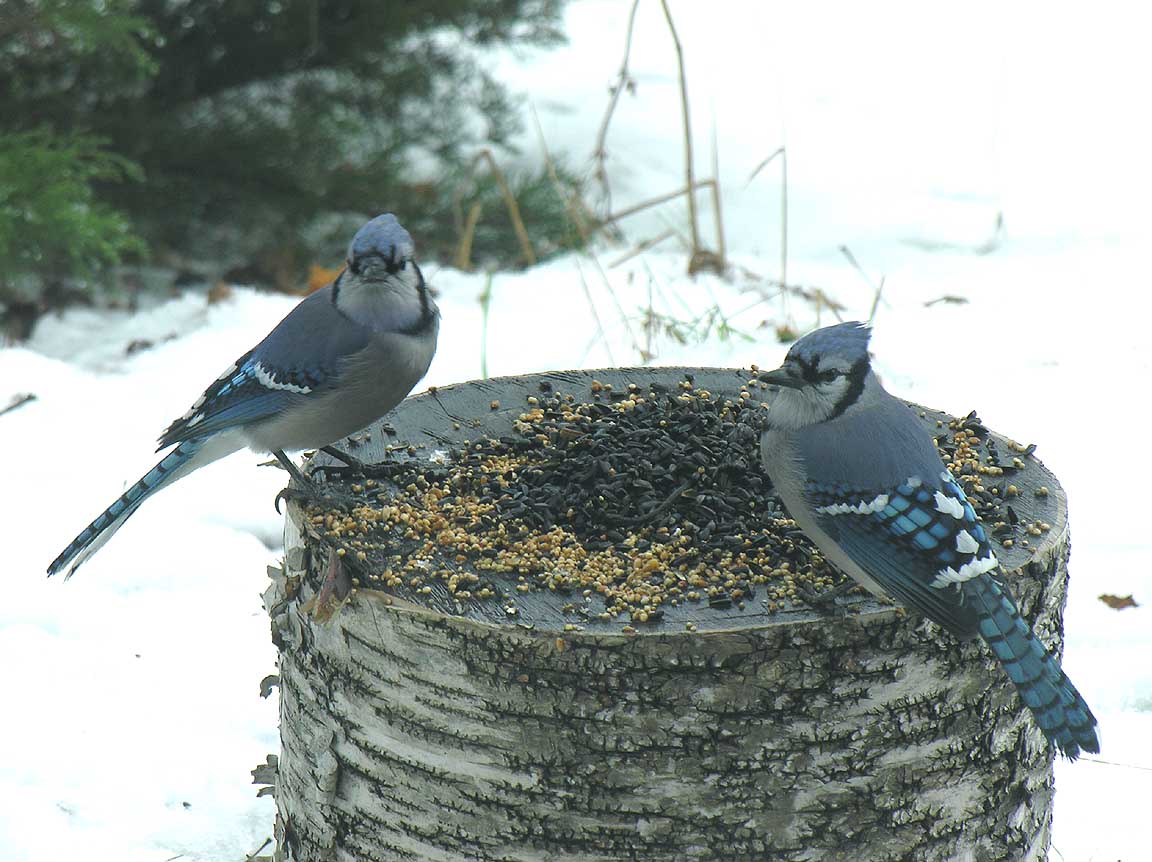 Blue Jay