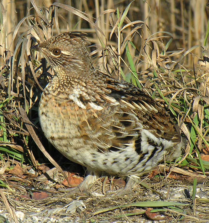 Ruffed Grouse -- <i>Bonasa umbellus</i>