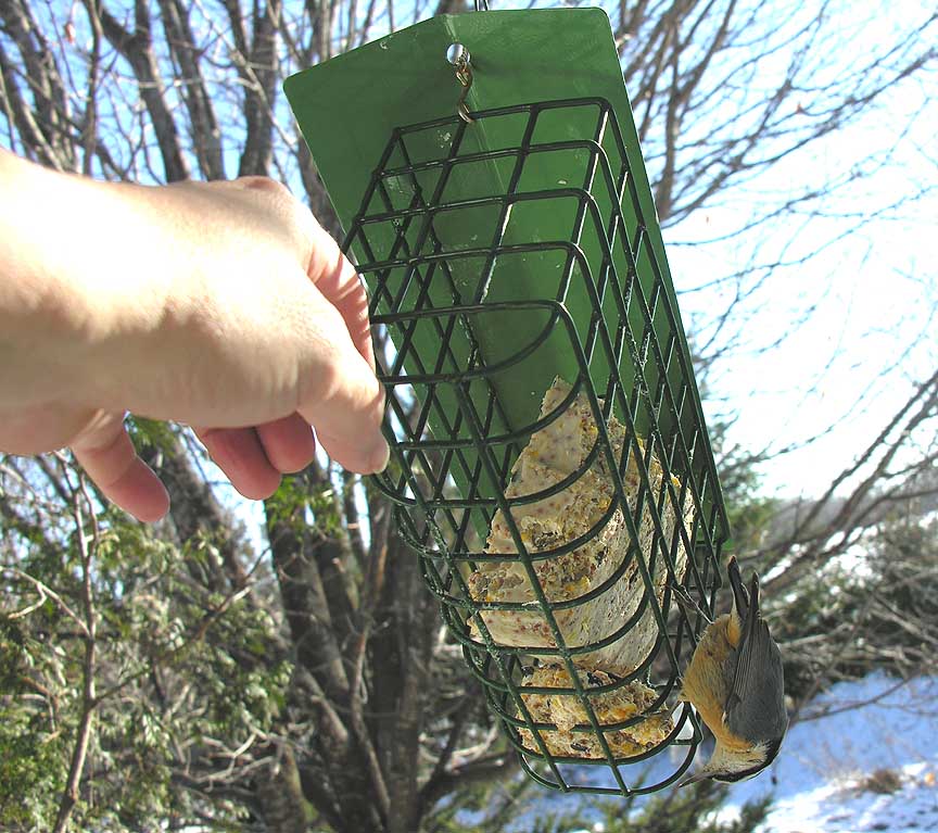 Red-breasted Nuthatch -- 5