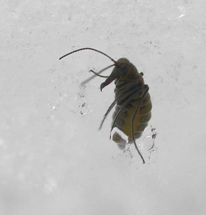 Snow Scorpionfly - <i>(Boreus sp.)</i> - 2