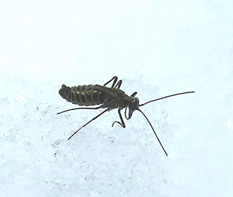 Snow Scorpionfly - <i>(Boreus sp.)</i> - 4