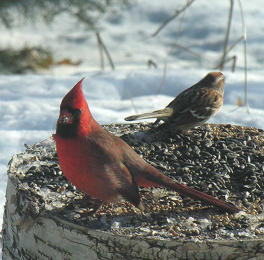 Northern Cardinal - male