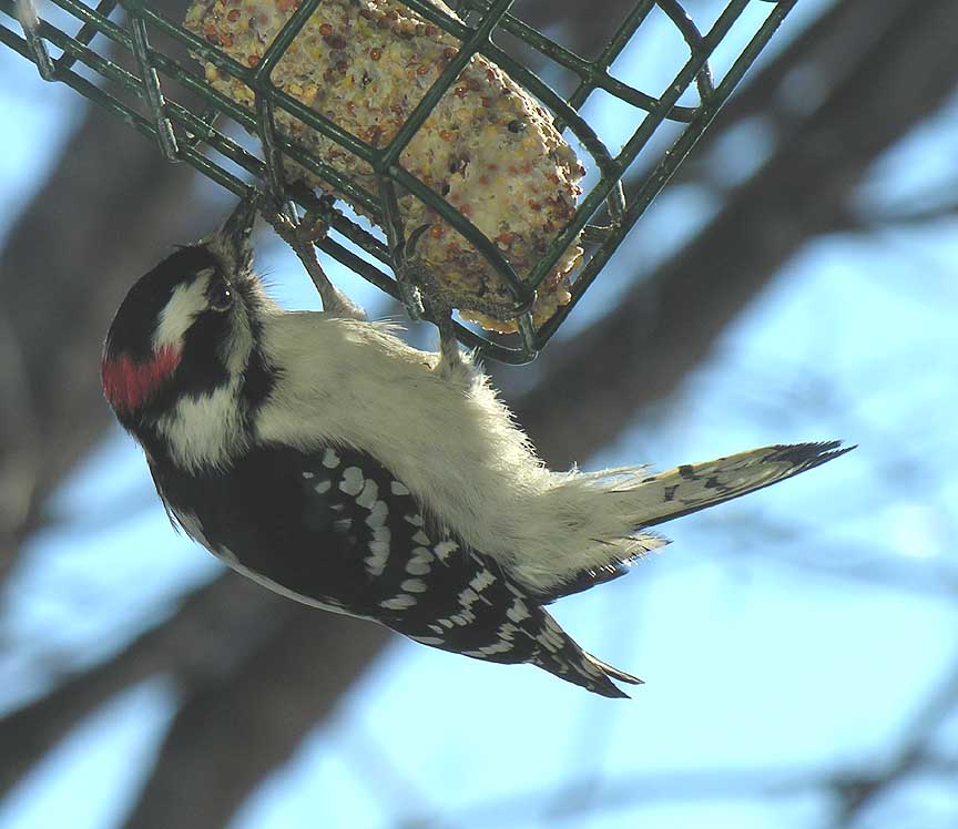 Downy Woodpecker