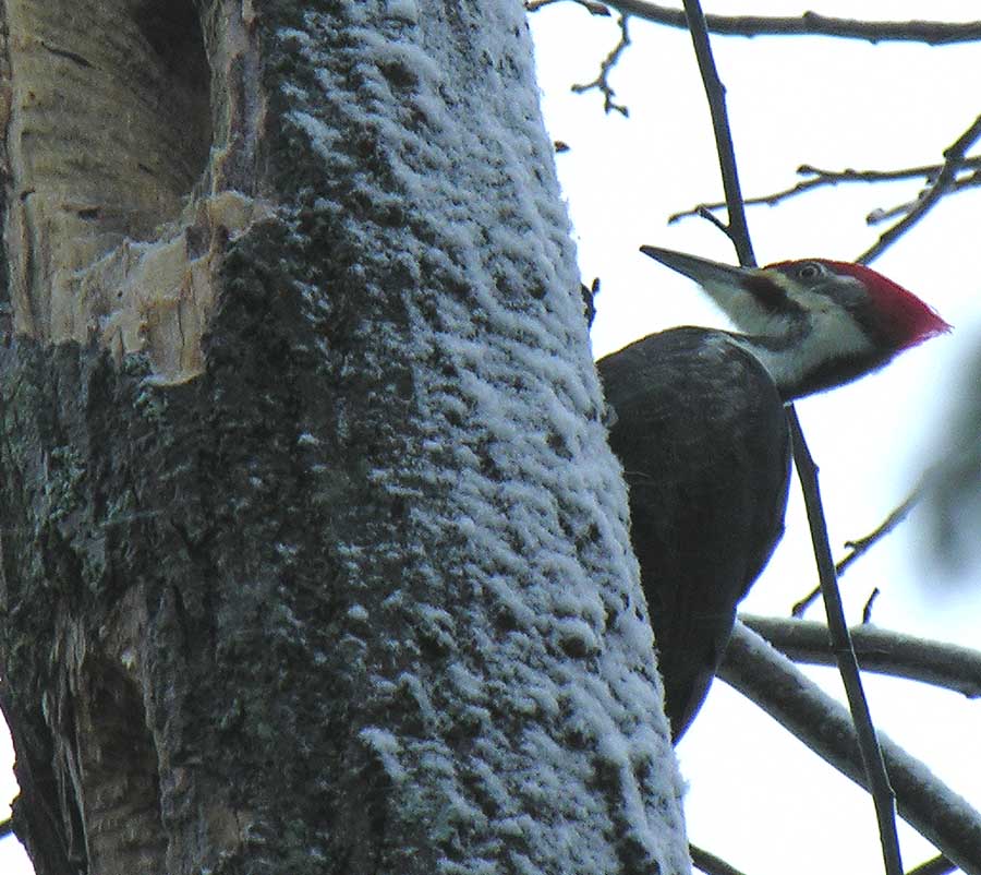 Pileated Woodpecker