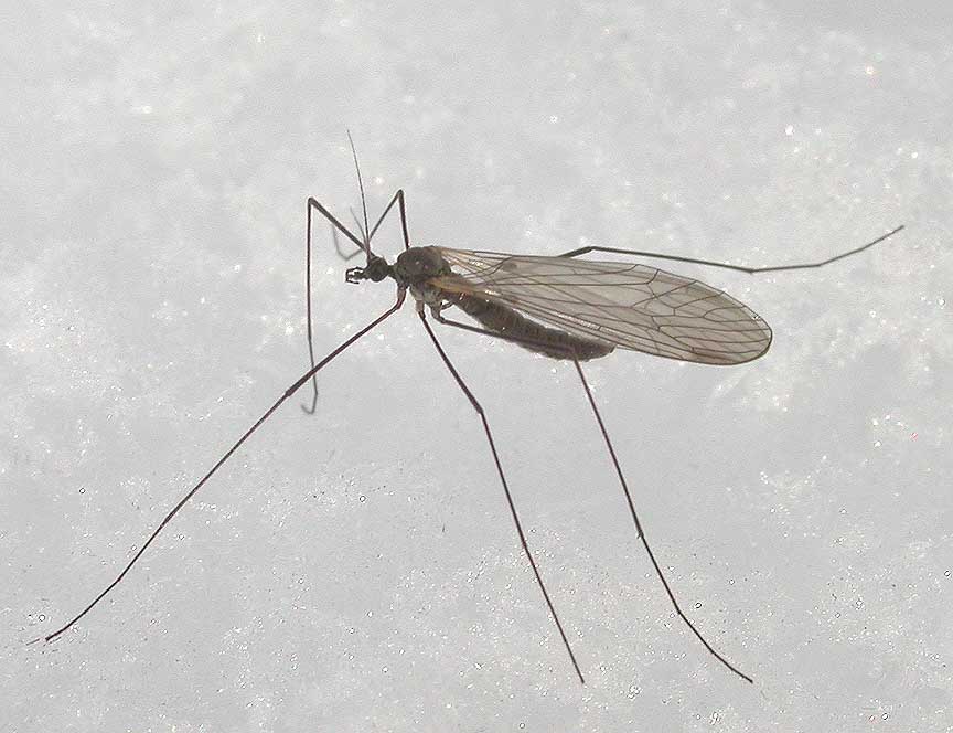 Winter Cranefly - <i>Trichocera sp.</i> - view 2