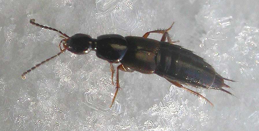 Aleocharine staphylinid beetle  - view 1