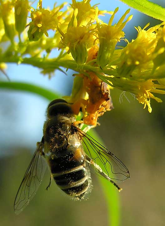 female phymata with prey