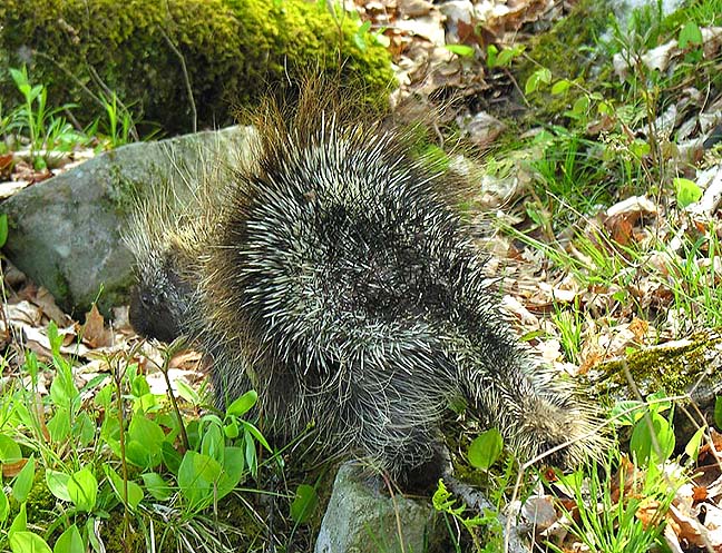 porcupine-walking.jpg