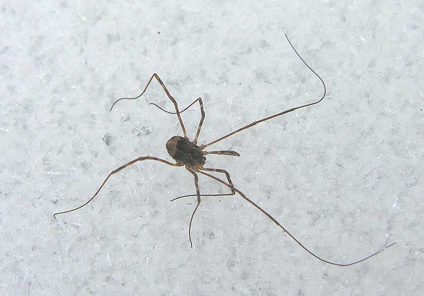 Huntsman - <i>Opiliones sp.</i>