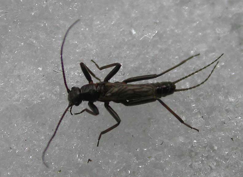 stone fly  -- Allocapnia (?)