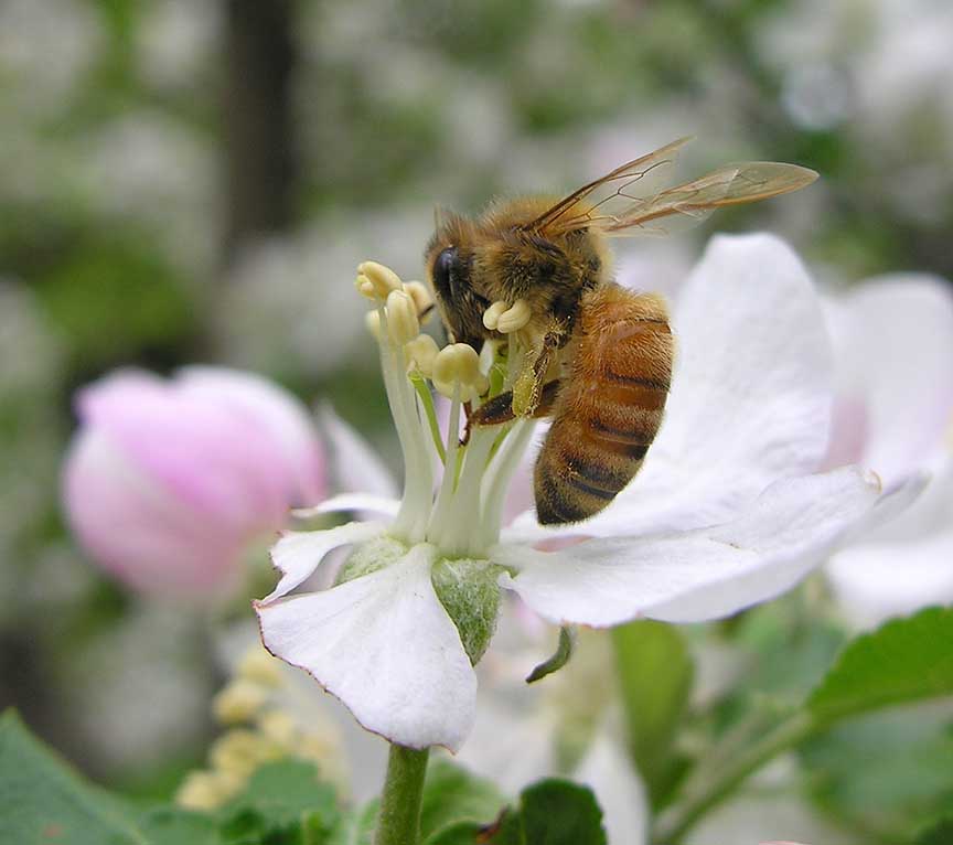 bees-6954-large.jpg