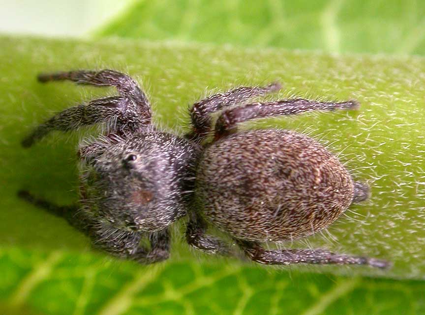 gray jumping spider - view 3