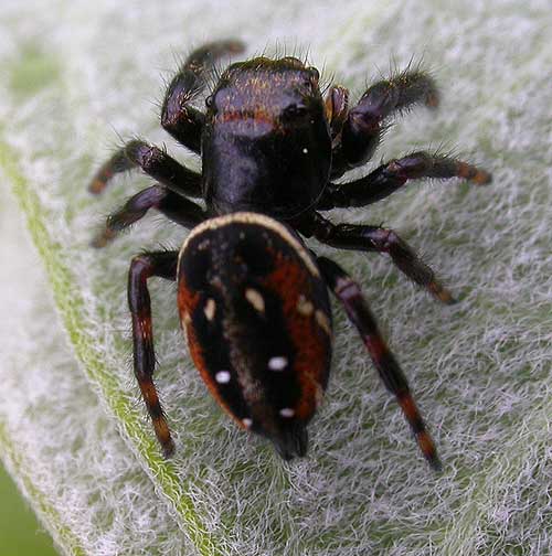 Phidippus borealis ? -- view 1