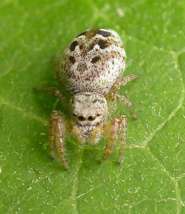 Pelegrina proterva - female - view 1