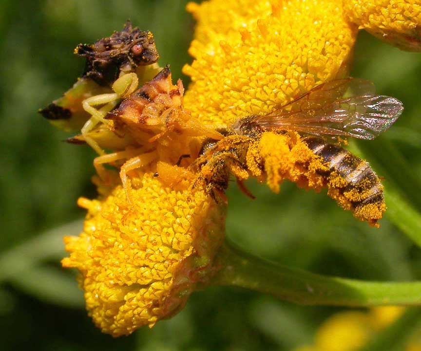 Phymata Pair with prey