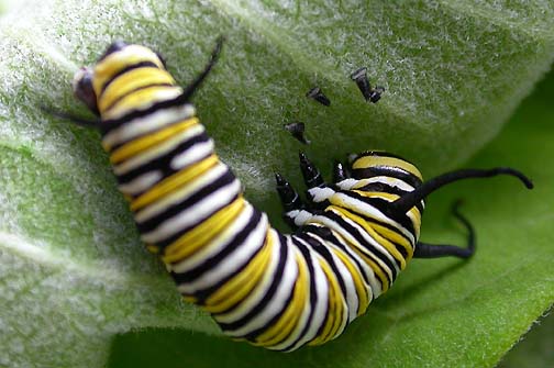 monarch-little-feet-small.jpg