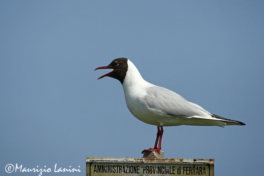 Black-headed gull