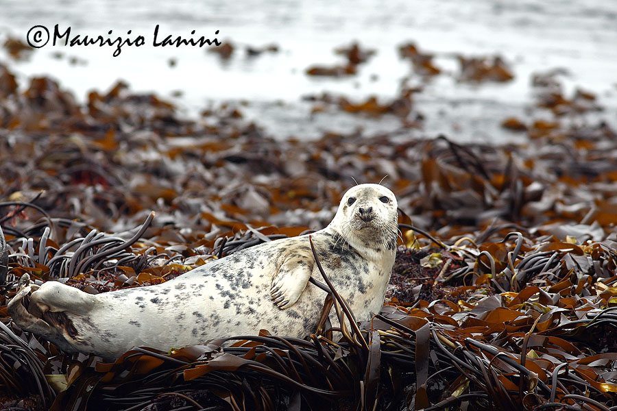 Foca grigia , Grey seal