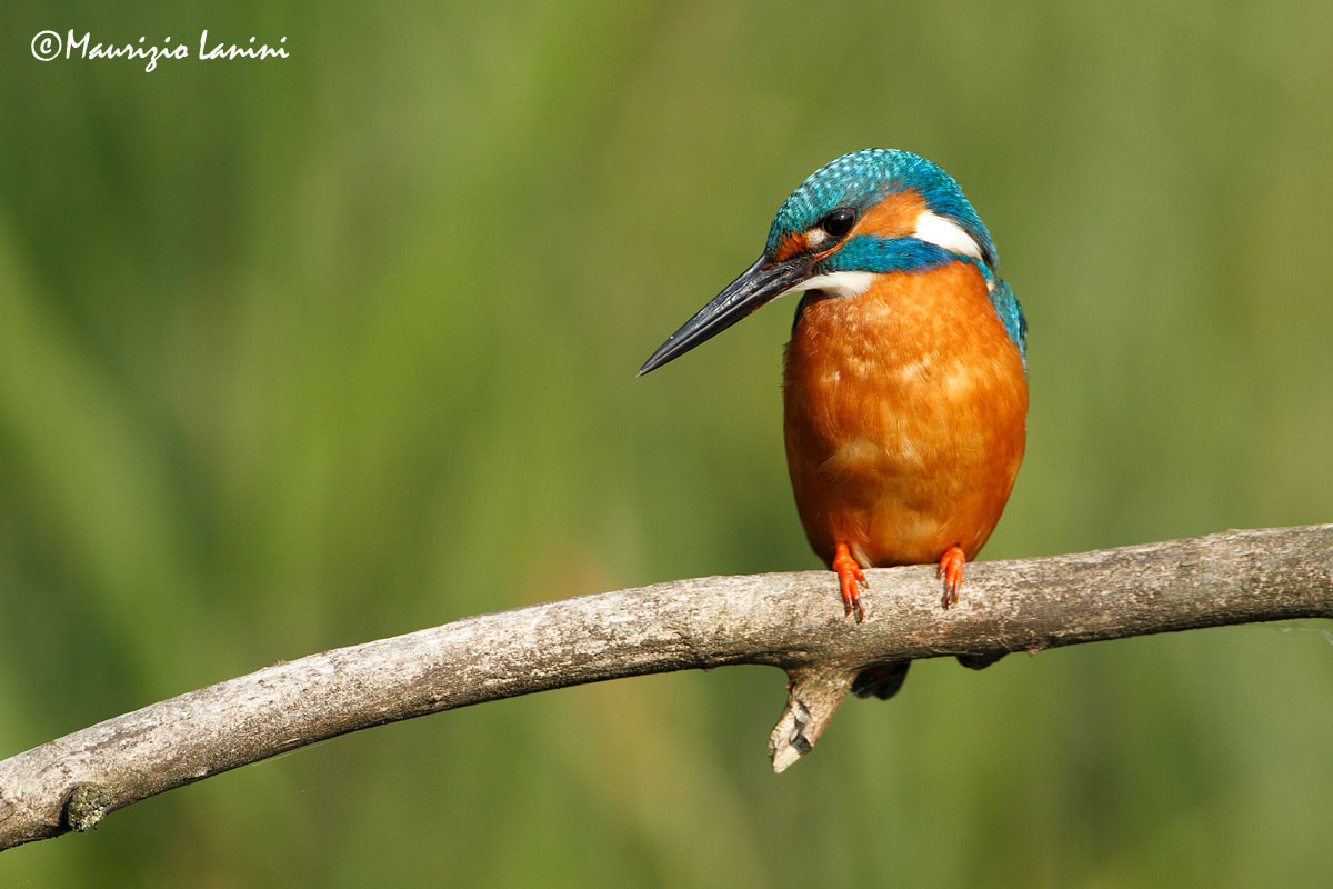 Martin pescatore , Kingfisher