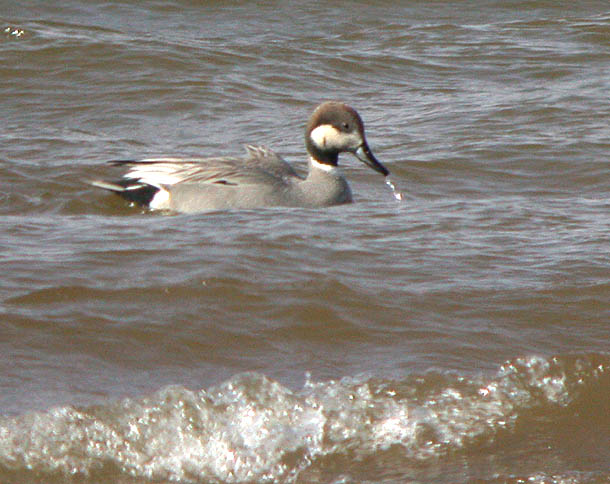 Gadwall x Northern Pintail