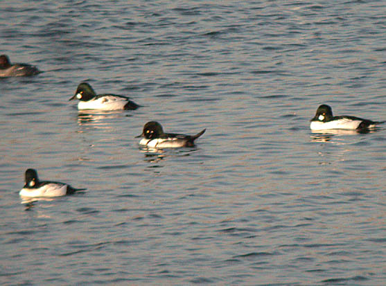 Common Goldeneye x Hooded Merganser