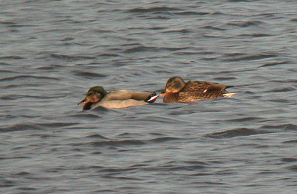 Intersex Mallard
